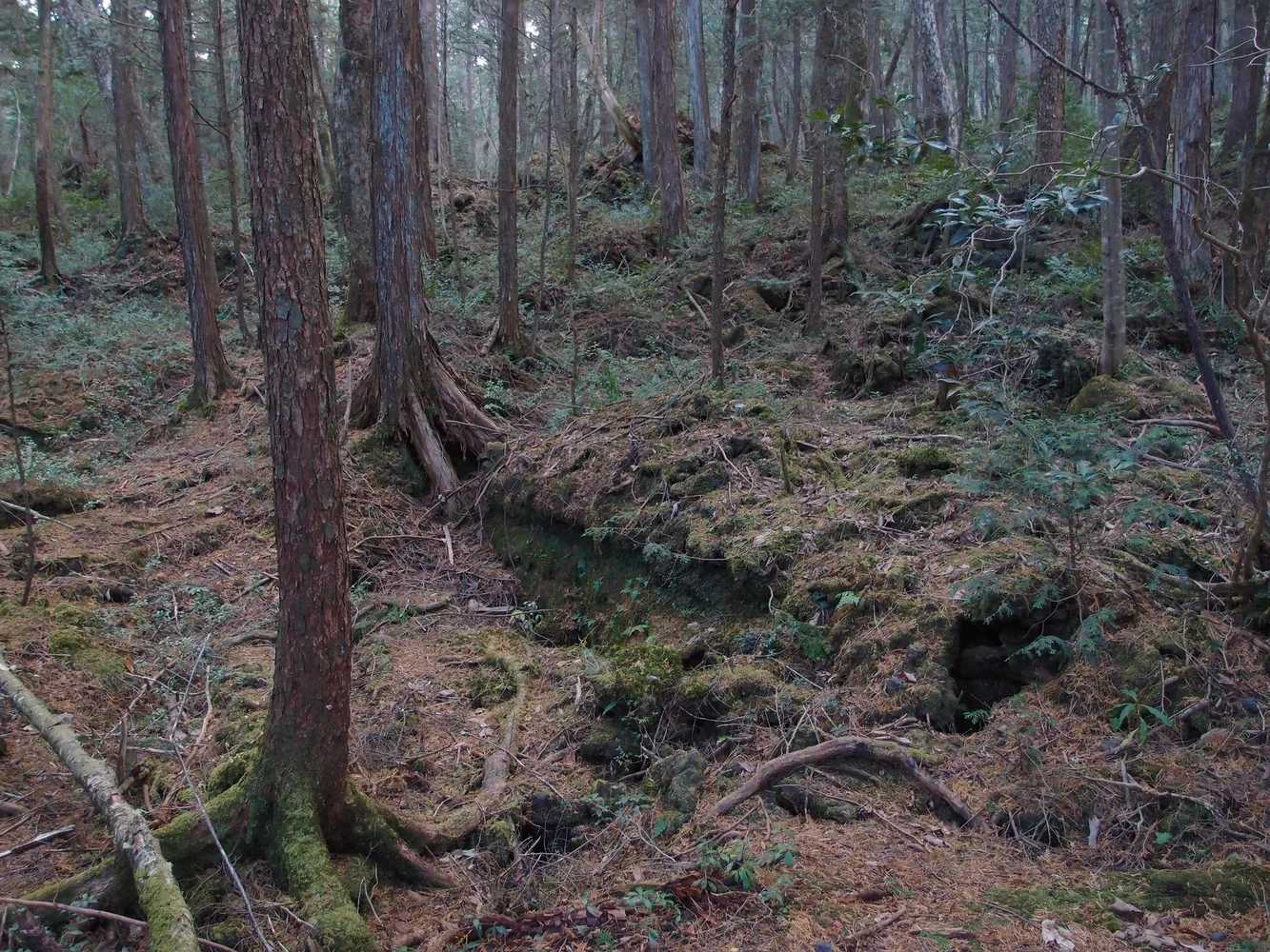 青木ヶ原樹海の苔と木々
