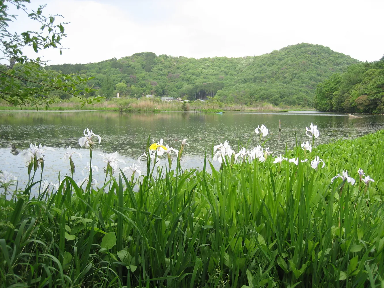 京都市北区の深泥池